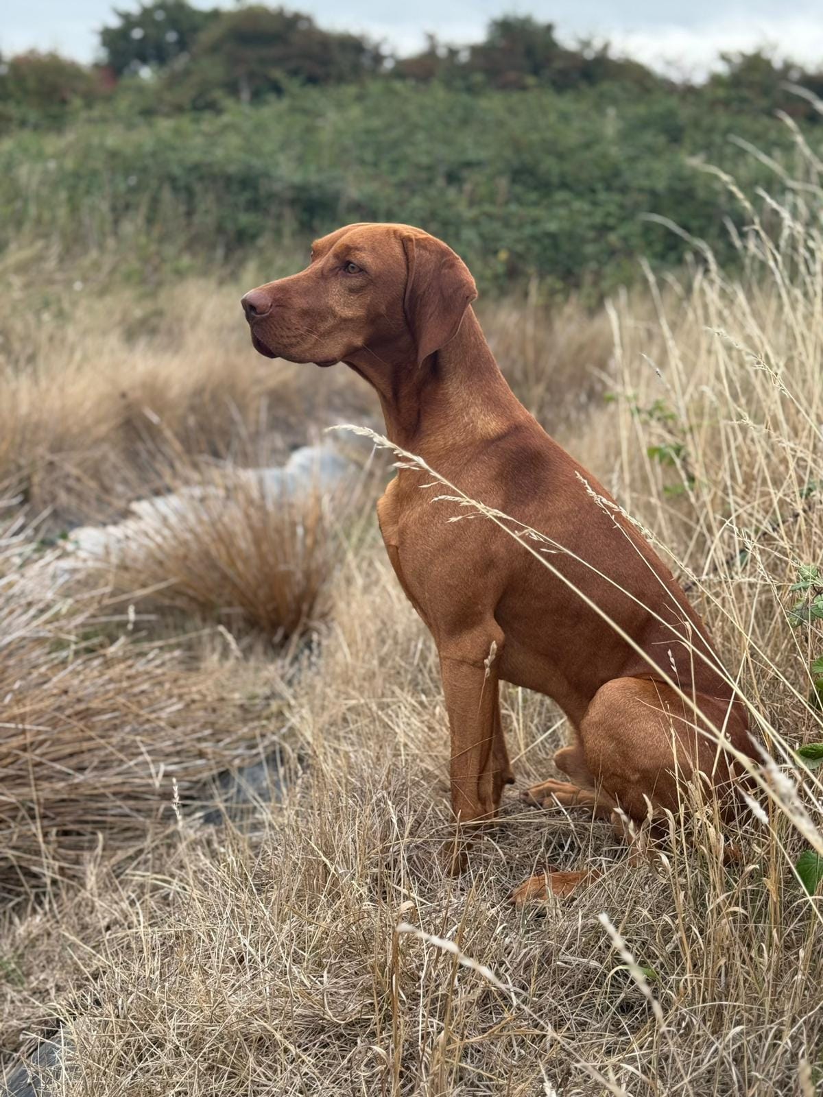 Loki in the field